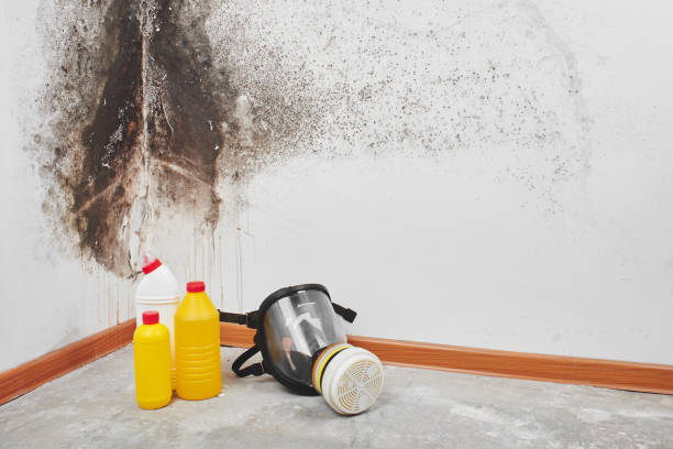 Best DIY Mold Remediation Support Services in Orange Lake, NY